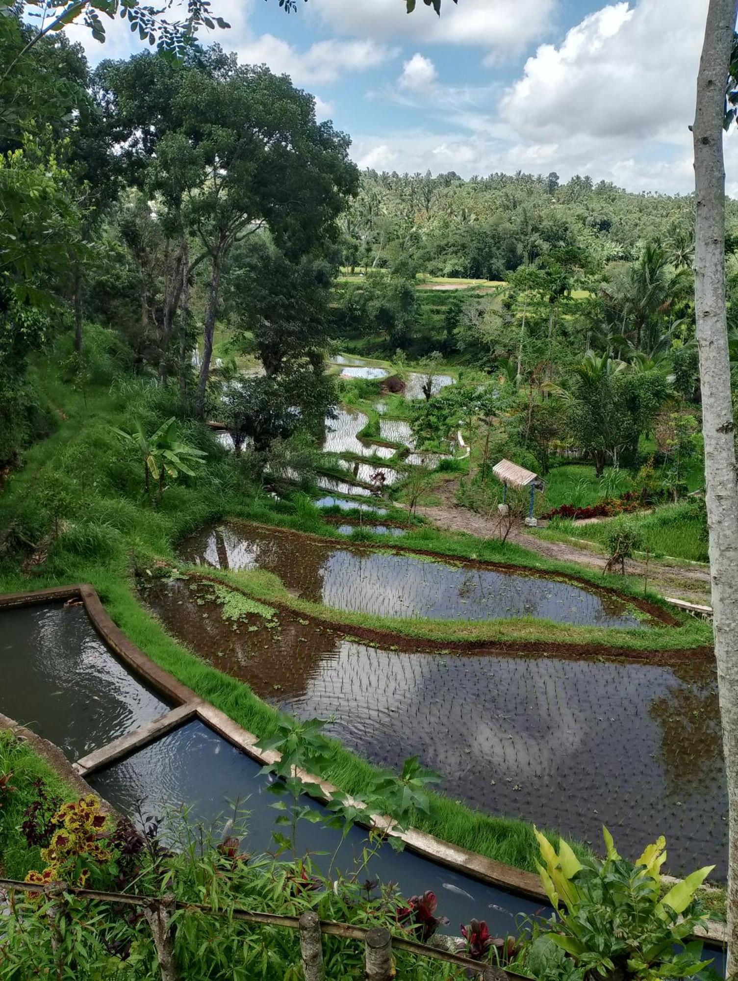 The Alam Tetebatu Bungalow & Restaurant Luaran gambar